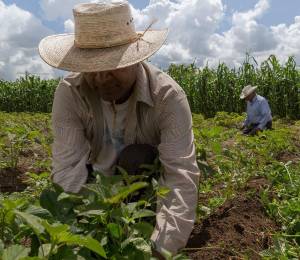 Agricultores realizan labores de campo en un cultivo.
