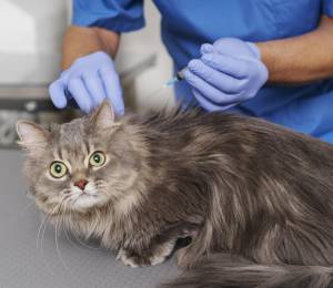 Vacunar a tu gato puede salvarle la vida: estas son las vacunas esenciales y cuándo aplicarlas