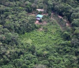 Vista aérea de plantación de Coca en Colombia.