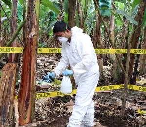 Un técnico de Agrocalidad realiza tareas fitosanitarias en una finca bananera.