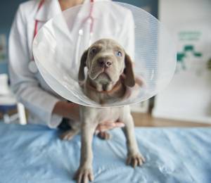 Día Mundial de la Esterilización Animal: ¿por qué este procedimiento puede prevenir enfermedades en perros y gatos?
