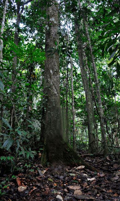 $!El Yasuní es uno de los lugares con mayor diversidad del planeta. Alberga 1.300 especies de árboles, 610 de aves, 268 de peces y 200 especies de mamíferos.