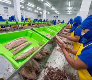 Trabajadores procesan los filetes de atún de exportación