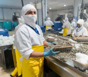 Fotografía que muestra a un trabajador del sector camaronero.