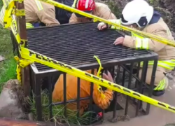 Cinco menores cayeron en una quebrada del sur de Cuenca, cuatro ya fueron rescatados, pero uno sigue desaparecido.