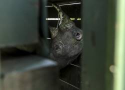 Se ve un rinoceronte negro dentro de una caja después de ser capturado el primer día del ejercicio de captura y translocación de 21 rinocerontes negros en peligro crítico de extinción.