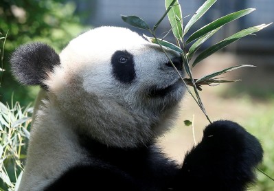 Después de 5 años nace la primera cría panda gigante en Tokio