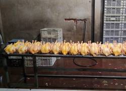 Pollos inflados en Quito.