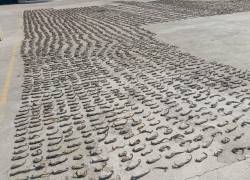 Decomisan 6.300 caballitos de mar disecados en una vivienda de Huaquillas, El Oro