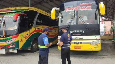 Mascotas pueden viajar en buses intra e interprovinciales en Ecuador, pero bajo ciertas reglas