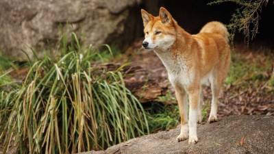 El dingo es una especie &uacute;nica de Australia