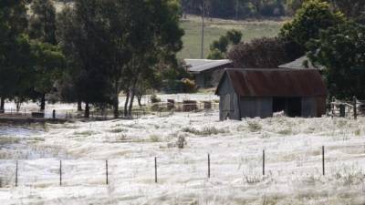 El extraño fenómeno que cubrió un pueblo de telarañas El extraño fenómeno que cubrió un pueblo de telarañas