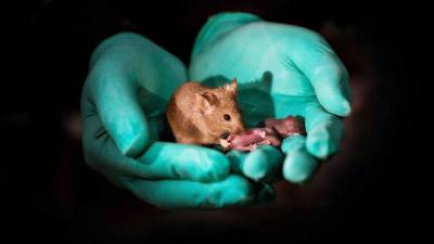 Crean ratones a partir de dos padres machos tras fabricar óvulos con células de la piel Crean ratones a partir de dos padres machos tras fabricar óvulos con células de la piel