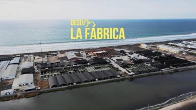 ¿Cómo se produce el mejor camarón del mundo? ¿Cómo se produce el mejor camarón del mundo?