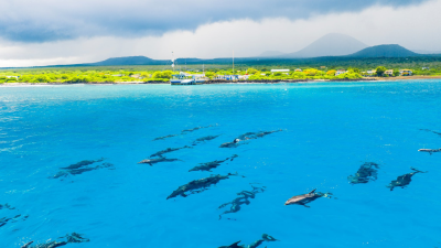 VIDEO | Más de 100 delfines sorprendieron a guardaparques en Galápagos VIDEO | Más de 100 delfines sorprendieron a guardaparques en Galápagos
