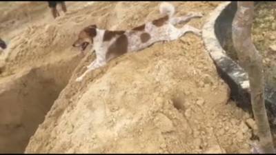 Un perro corre tras el carro f&uacute;nebre de su due&ntilde;a por 3 kil&oacute;metros