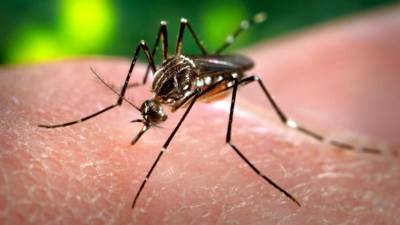 Perú detecta un brote de 23 casos de zika en distrito de Lima Perú detecta un brote de 23 casos de zika en distrito de Lima