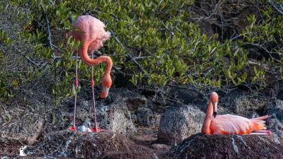Flamingos vuelven a la isla R&aacute;bida en Gal&aacute;pagos, 20 a&ntilde;os despu&eacute;s