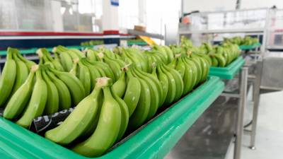 Con alianzas el Clúster Bananero y Platanero busca impulsar la competitividad Con alianzas el Clúster Bananero y Platanero busca impulsar la competitividad