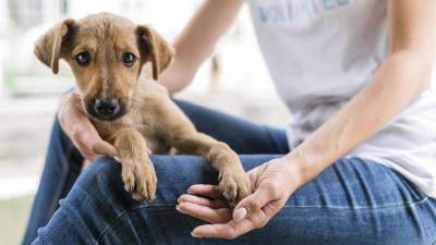 Feria de adopción en Samborondón: ¡Dale un hogar a un peludito! Feria de adopción en Samborondón: ¡Dale un hogar a un peludito!