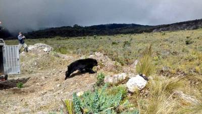 Una osa de anteojos regresa a su h&aacute;bitat luego de 3 a&ntilde;os