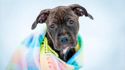 ¿Cómo prevenir el moquillo en las mascotas? ¿Cómo prevenir el moquillo en las mascotas?