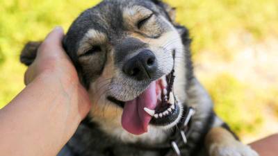 Los perros “lloran” cuando experimentan emociones positivas, según un estudio Los perros “lloran” cuando experimentan emociones positivas, según un estudio