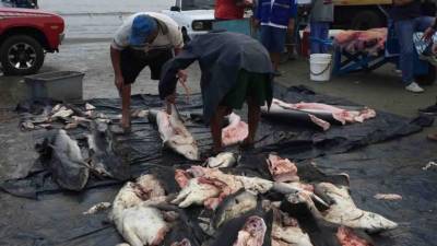 Microvistazo | 250.000 tiburones capturados "incidentalmente" en Ecuador por año Microvistazo | 250.000 tiburones capturados "incidentalmente" en Ecuador por año