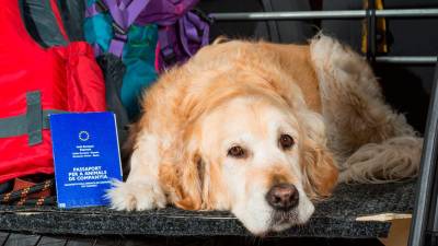 &iquest;Qu&eacute; debes saber para sacar el pasaporte de tu mascota?