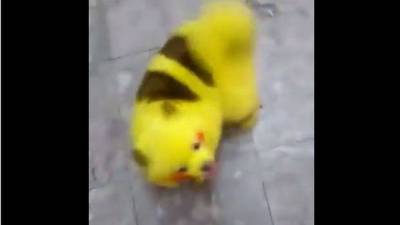Joven tiñe a su perro como Pikachu y recibe criticas en redes Joven tiñe a su perro como Pikachu y recibe criticas en redes