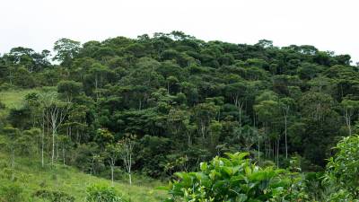 Lanzan catálogo para identificar especies forestales en Ecuador Lanzan catálogo para identificar especies forestales en Ecuador
