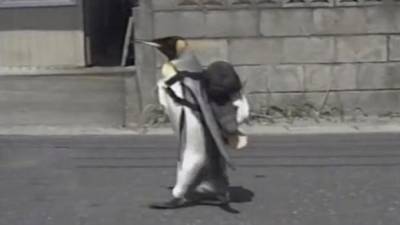 Lala, el ping&uuml;ino que va de compras por su pescado
