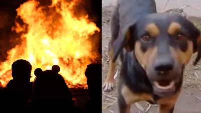 &quot;Con manotazos y lamidas me despert&oacute;&quot;: perro h&eacute;roe salv&oacute; a su due&ntilde;o de morir en un incendio 