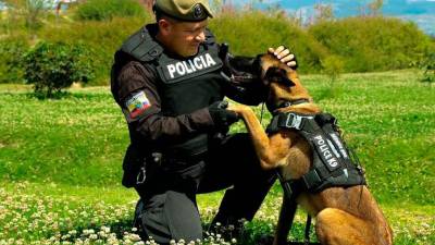 Clases gratuitas para educar a tu perro Clases gratuitas para educar a tu perro
