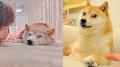 Kabosu, la perrita de los memes, se encuentra en un peligroso estado de salud Kabosu, la perrita de los memes, se encuentra en un peligroso estado de salud