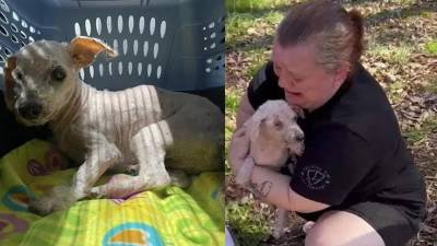 Perrito ciego perdido por tres a&ntilde;os logr&oacute; volver a casa gracias a un peculiar detalle