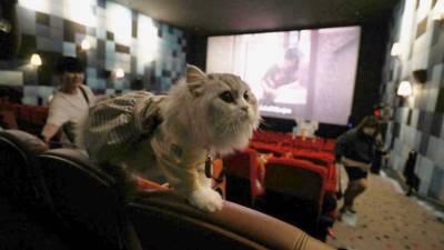 &iexcl;Ya no tendr&aacute;n que quedarse en casa! Esta sala de cines permitir&aacute; el ingreso de mascotas
