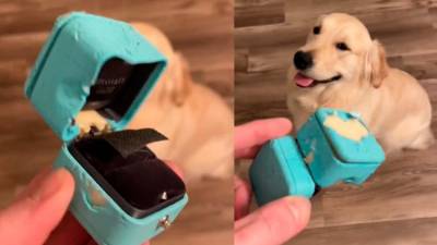Perro arruina el compromiso de su dueño: se comió el anillo Perro arruina el compromiso de su dueño: se comió el anillo