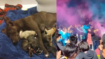 Estudiantes adoptan a perrita embarazada y le organizan un 'baby shower' Estudiantes adoptan a perrita embarazada y le organizan un 'baby shower'