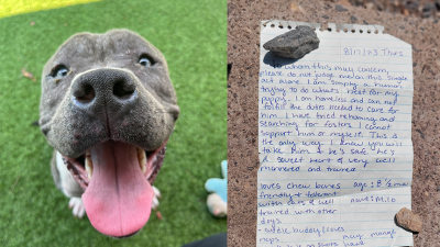 "Sé que está a salvo": hombre dejó a su perro en la puerta de una fundación y explicó sus motivos con emotiva carta "Sé que está a salvo": hombre dejó a su perro en la puerta de una fundación y explicó sus motivos con emotiva carta