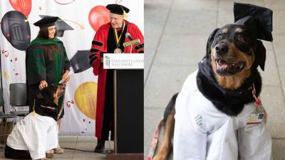 Loki, la perrita de terapia que recibió un "dogtorado" por su labor durante la pandemia Loki, la perrita de terapia que recibió un "dogtorado" por su labor durante la pandemia