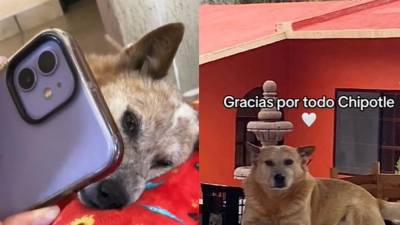 "No me esperaste": la emotiva despedida que un hombre le hizo a su perro a través de videollamada "No me esperaste": la emotiva despedida que un hombre le hizo a su perro a través de videollamada