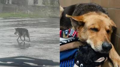 Nikki, la perrita que vagaba por las calles con un peluche en su hocico Nikki, la perrita que vagaba por las calles con un peluche en su hocico