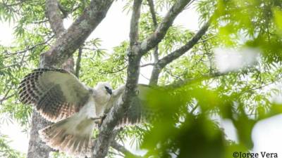 Ecuador y España se unen para proteger al águila harpía Ecuador y España se unen para proteger al águila harpía