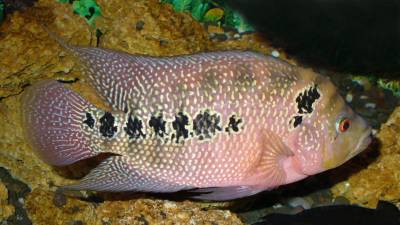 Descubren en Japón un pez que reconoce a los de su especie por el rostro Descubren en Japón un pez que reconoce a los de su especie por el rostro