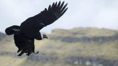El cóndor: Un ave en peligro que sustenta la frágil relación con los Andes El cóndor: Un ave en peligro que sustenta la frágil relación con los Andes