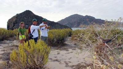 Aumenta la población de piqueros patas rojas en Galápagos Aumenta la población de piqueros patas rojas en Galápagos