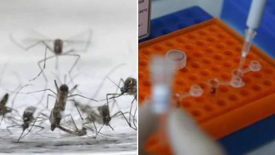 Ecuador registra más de 1.300 casos de chikungunya Ecuador registra más de 1.300 casos de chikungunya