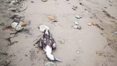 Calentamiento global y El Niño serían los responsables de la muerte masiva de aves en las costas ecuatorianas Calentamiento global y El Niño serían los responsables de la muerte masiva de aves en las costas ecuatorianas