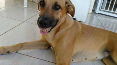 La sonrisa postiza de un perro que se hace viral en Internet